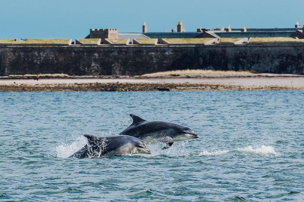 Delfine kannst du das ganze Jahr in Inverness sichten