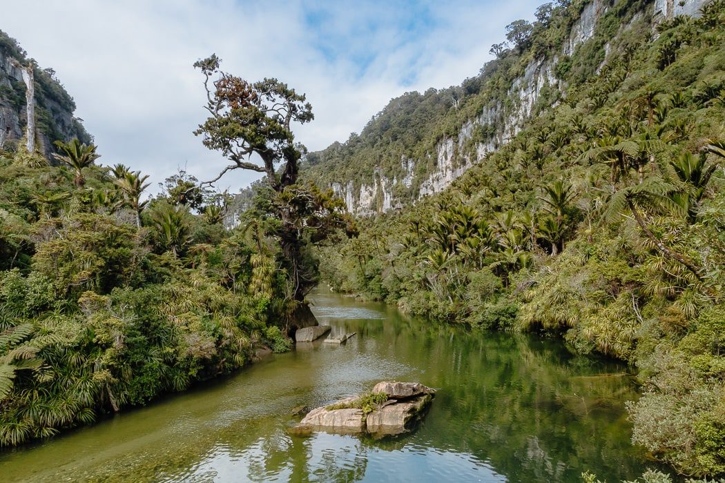 Regenwald und Fluss am Paparoa Track bei Punakaiki, Neuseeland