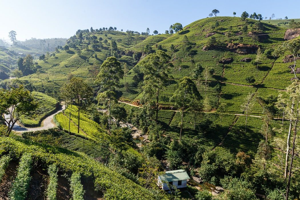 Teeplantagen in Nuwara Eliya