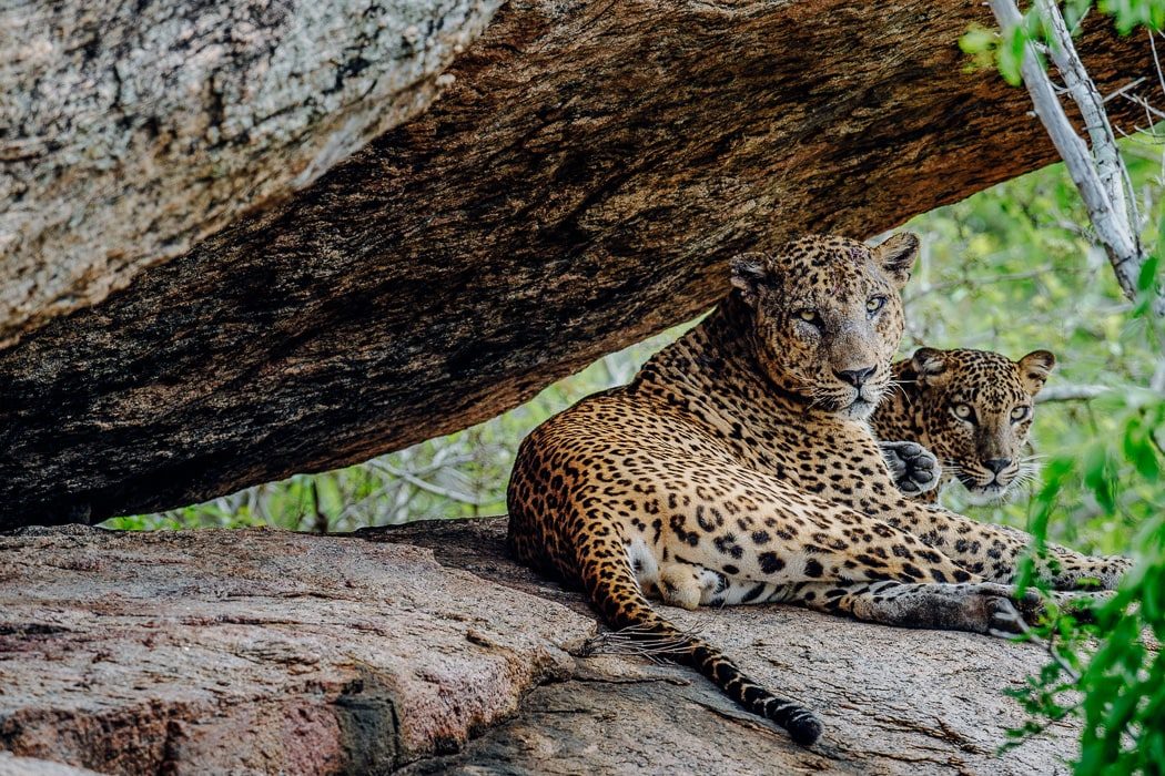 Leoparden auf einem Felsen im Yala Nationalpark
