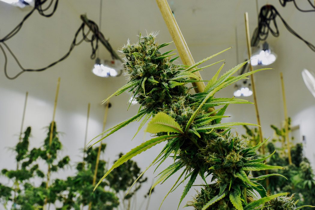 Cannabis ist eine Heilpflanze