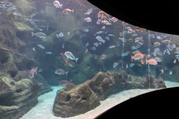 Ein Aquarium in CretAquarium auf Kreta