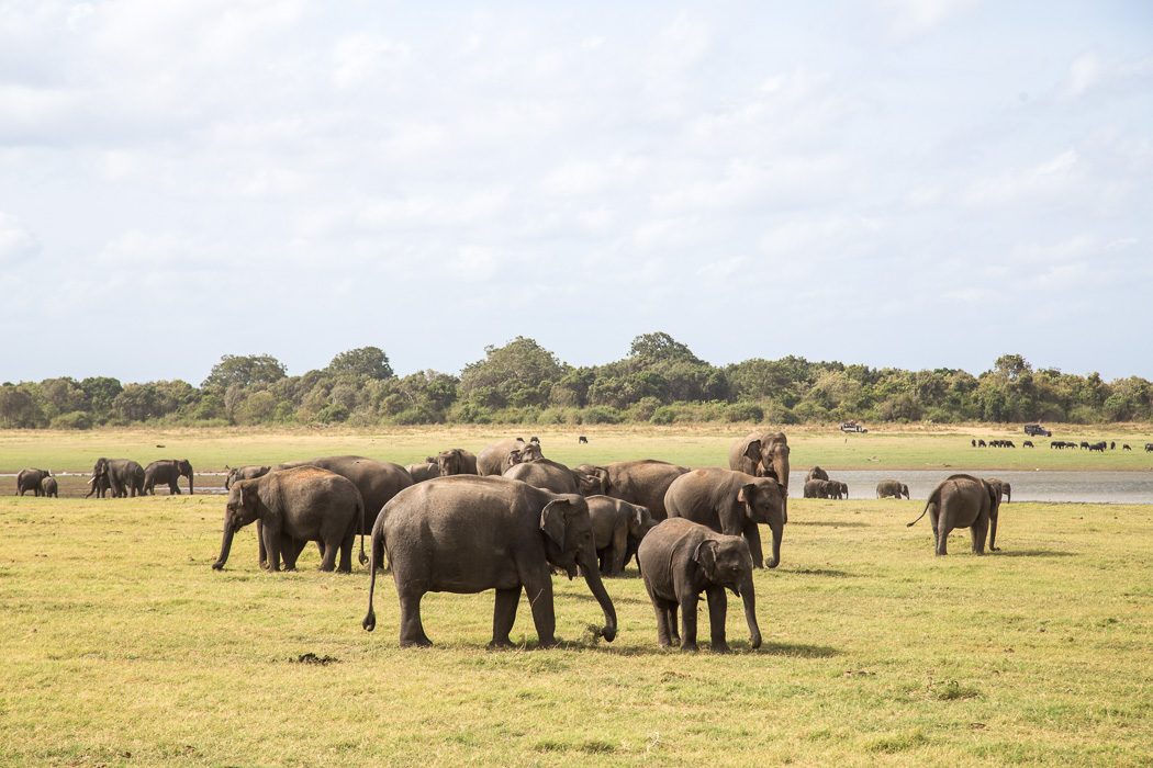 Elefantenherde am See im Kaudulla Nationalpark
