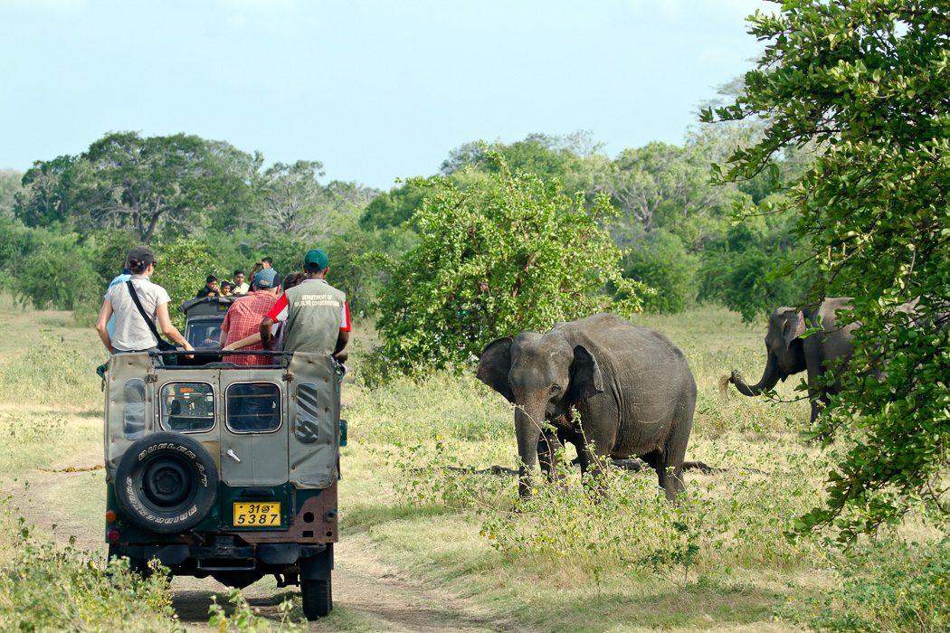 Elefant auf einer Jeepsafari in Sri Lanka