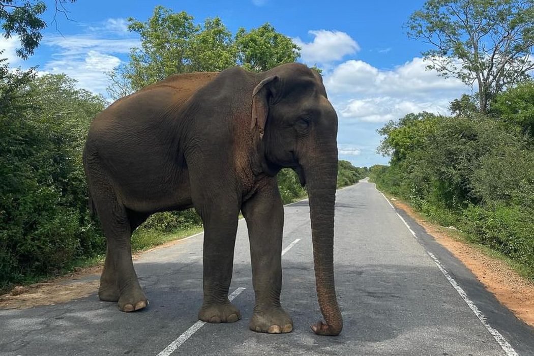 Ein Elefant auf einer Straße in Sri Lanka