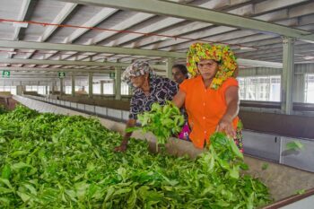 Arbeiterinnen trocknen Teeblätter in der Teefabrik