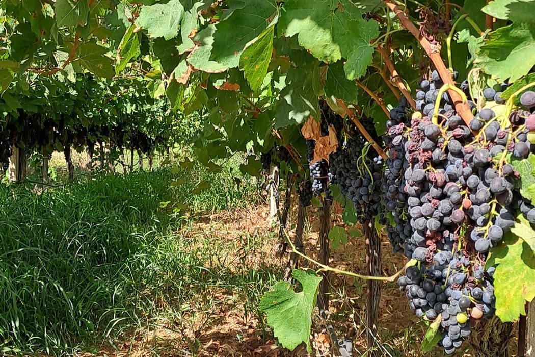 Trauben auf einer Weinverkostung auf Kreta