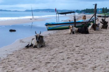 Kühe neben Booten am verlassenen Strand von Uppuveli in Sri Lanka